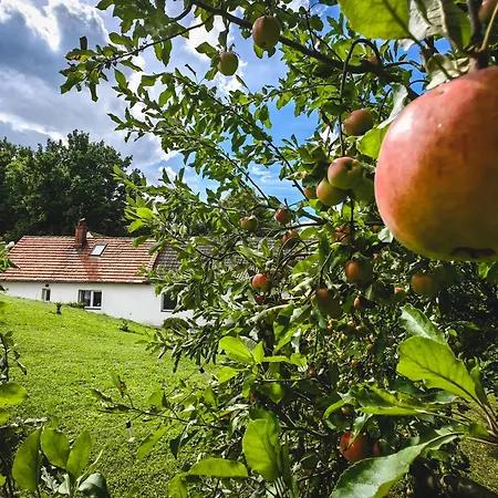 Sosnowa 61 * Sasnowa